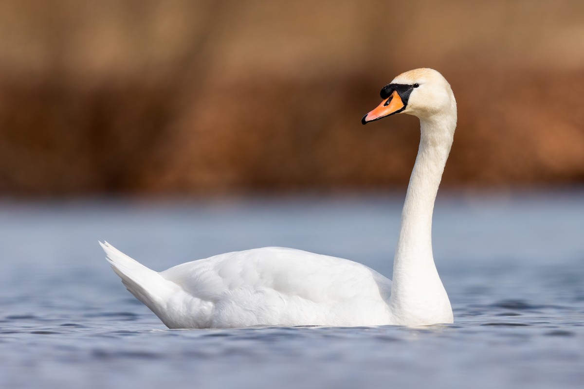 Cygne tuberculé - ML317306441