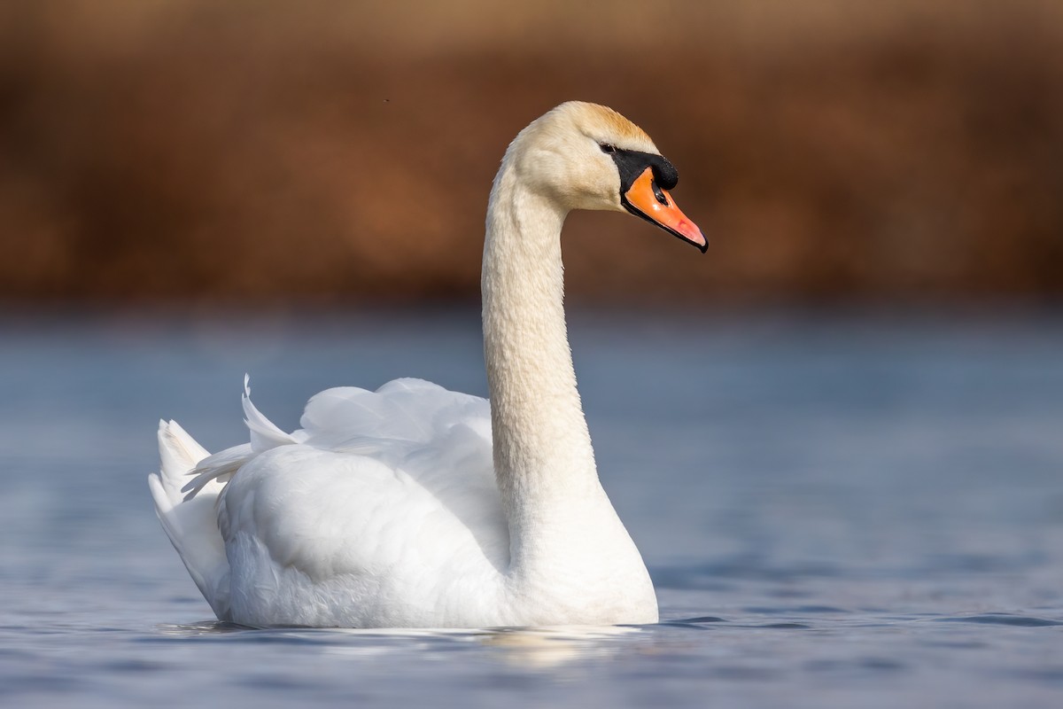 Cygne tuberculé - ML317306471