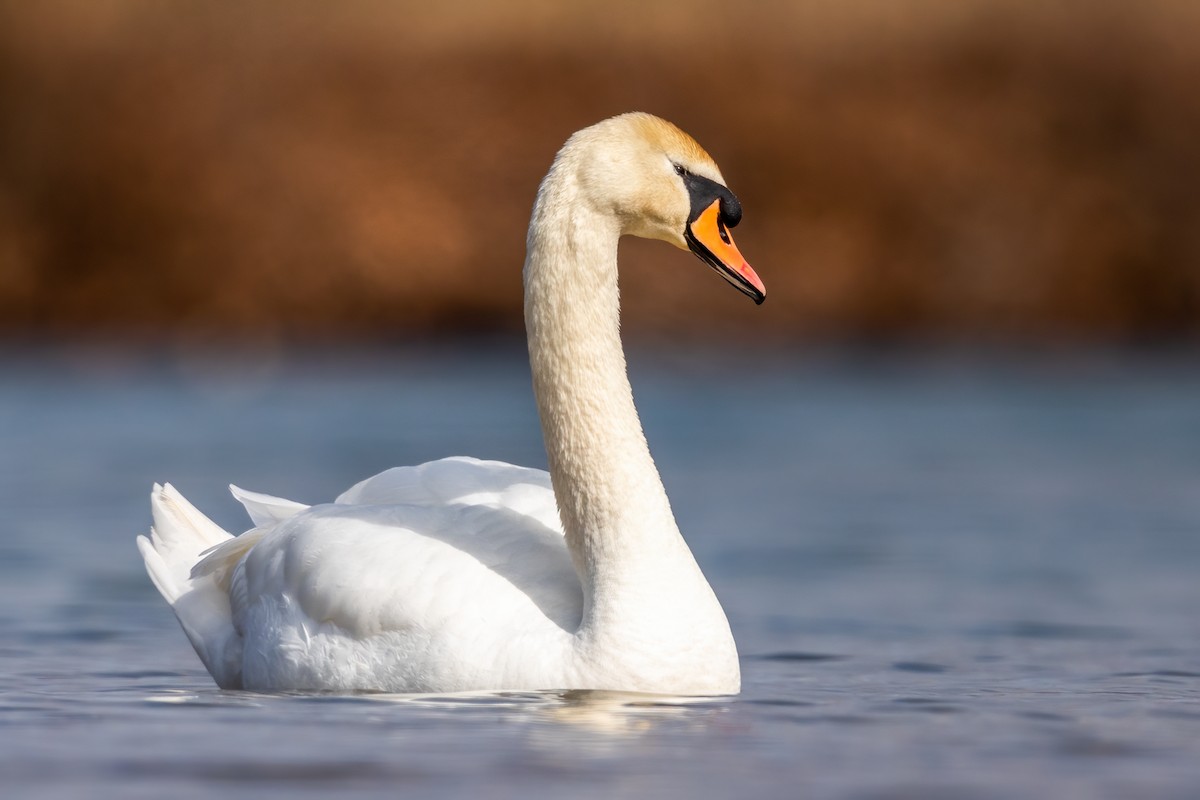 Cygne tuberculé - ML317306491