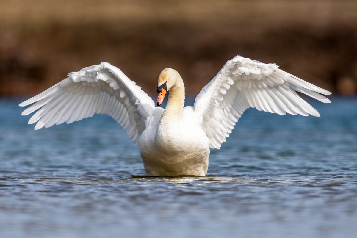 Cygne tuberculé - ML317306501