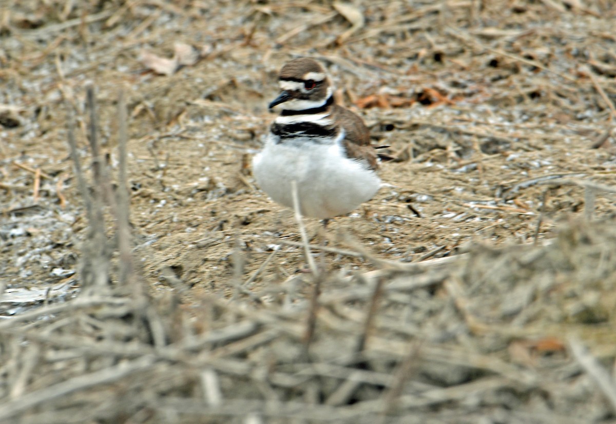 Killdeer - ML317306761