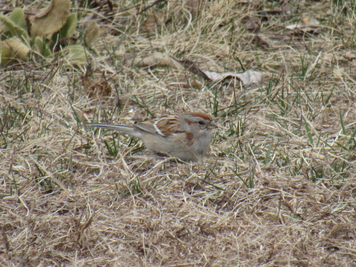 American Tree Sparrow - ML317307481