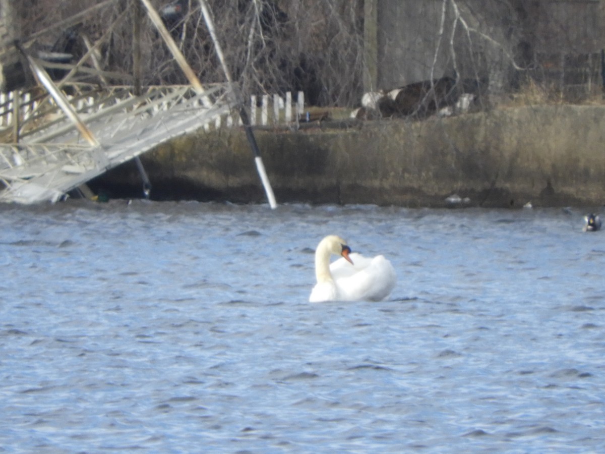 Mute Swan - ML317308121