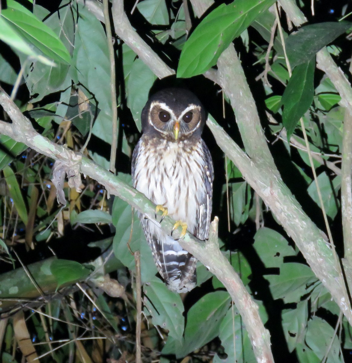 Mottled Owl - Mateo Bohringer