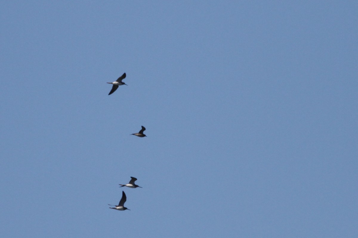 American Golden-Plover - ML31731191