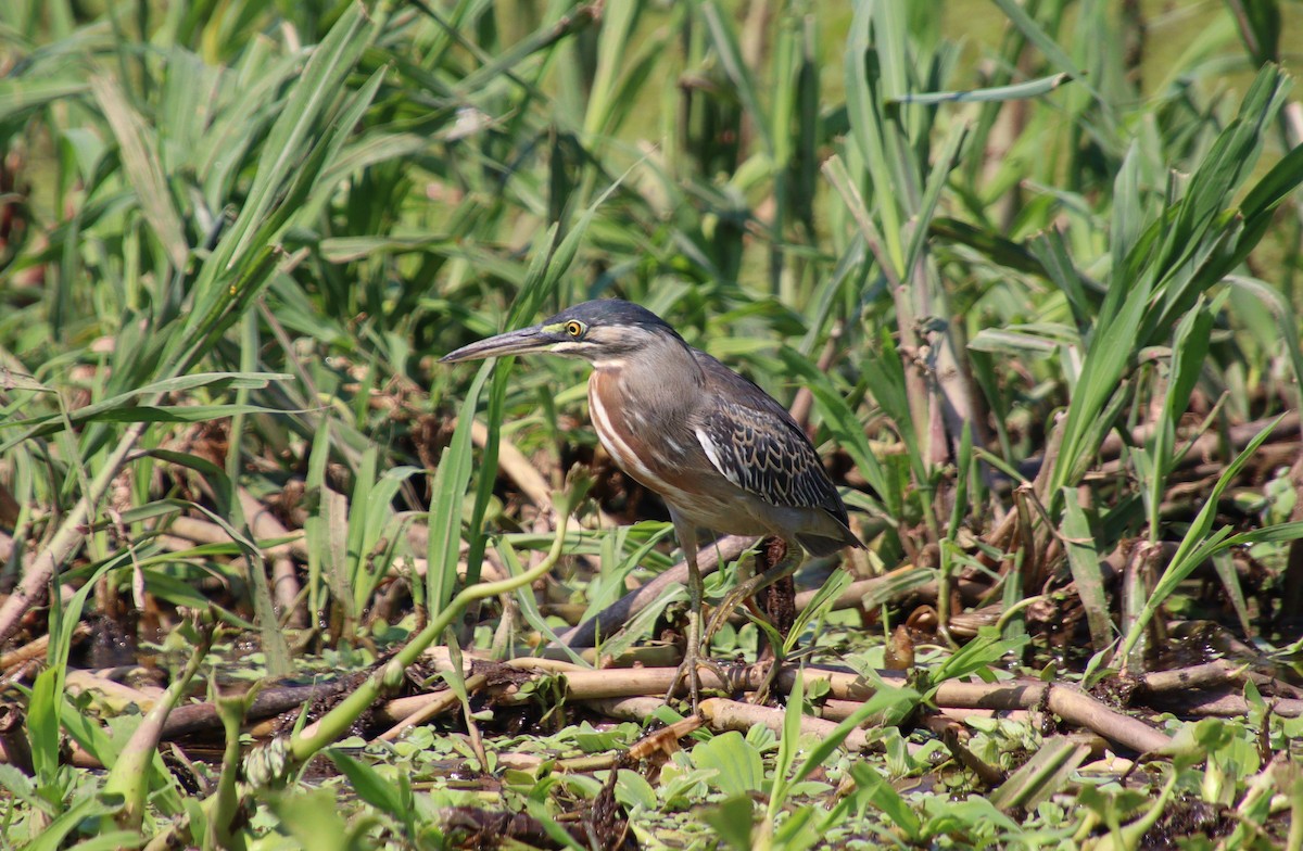 Striated Heron - ML317313311