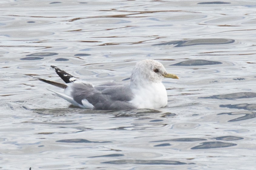 Short-billed Gull - ML317314161