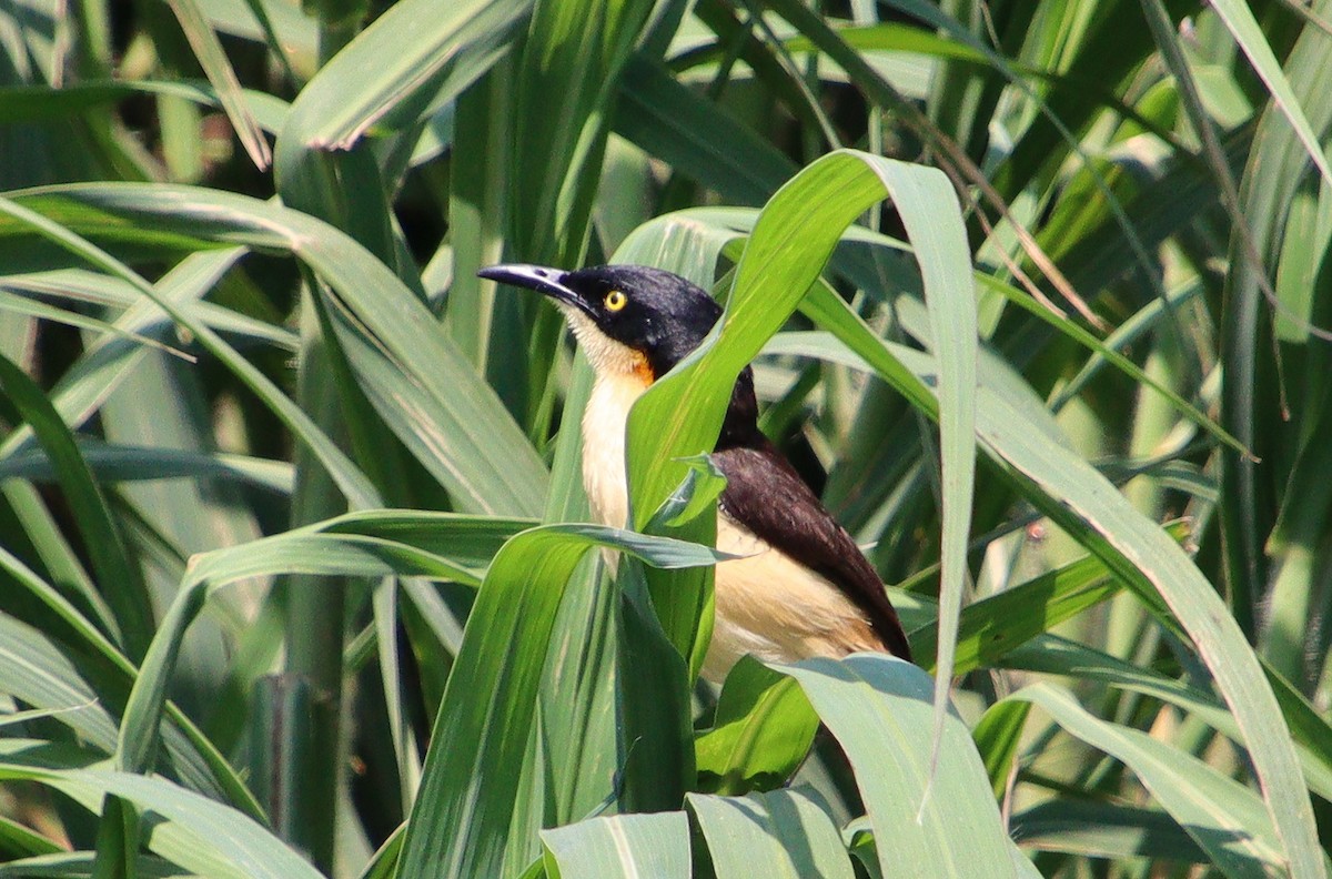 Black-capped Donacobius - ML317314601