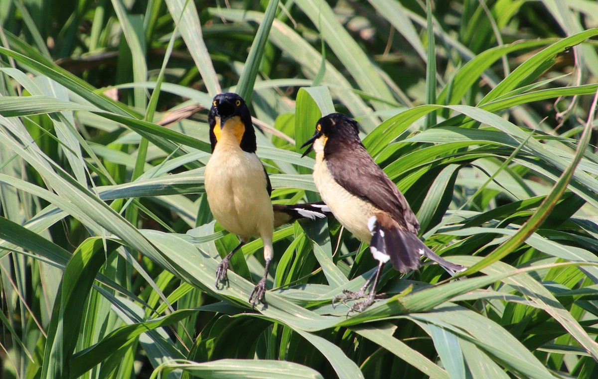 Black-capped Donacobius - ML317314631