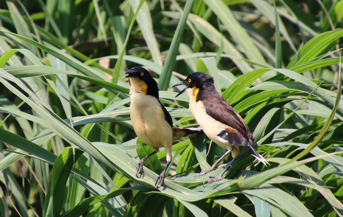 Black-capped Donacobius - ML317314641