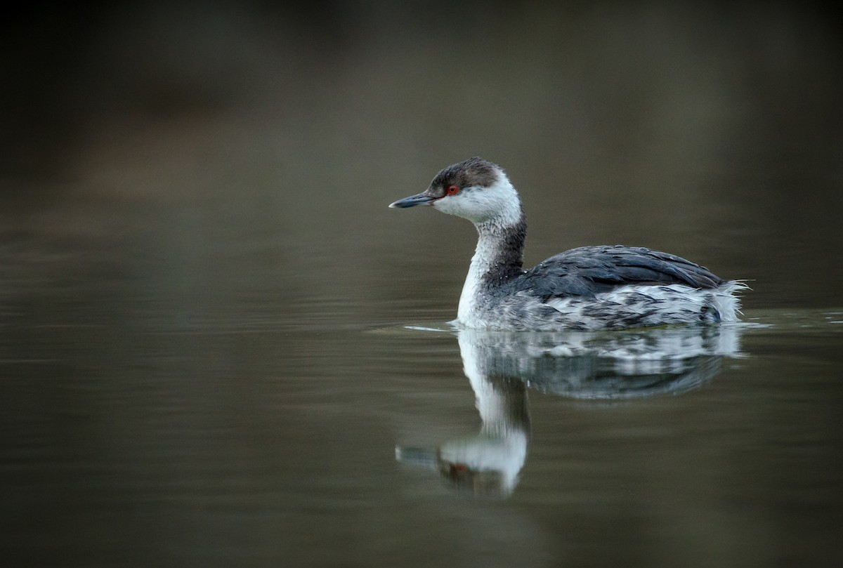 Horned Grebe - ML317317861