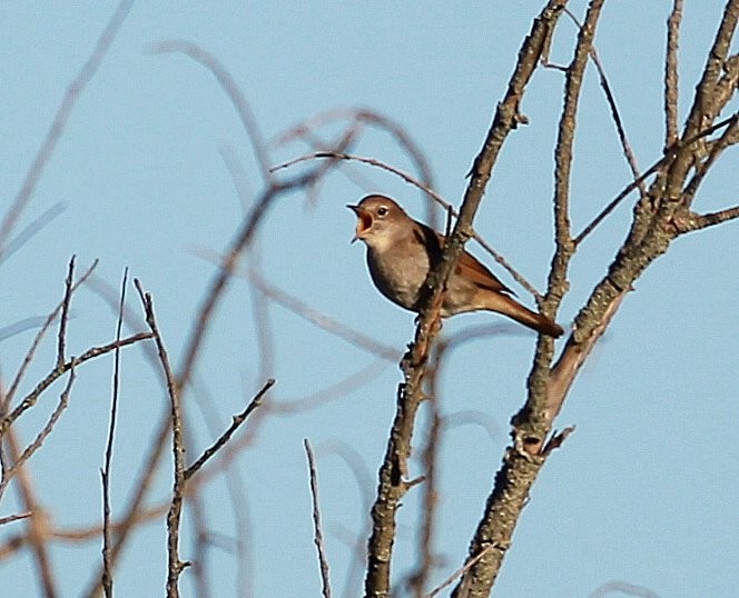 Common Nightingale - ML317319191