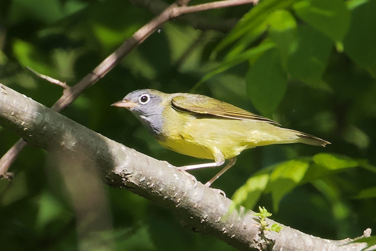 Connecticut Warbler - ML317319481