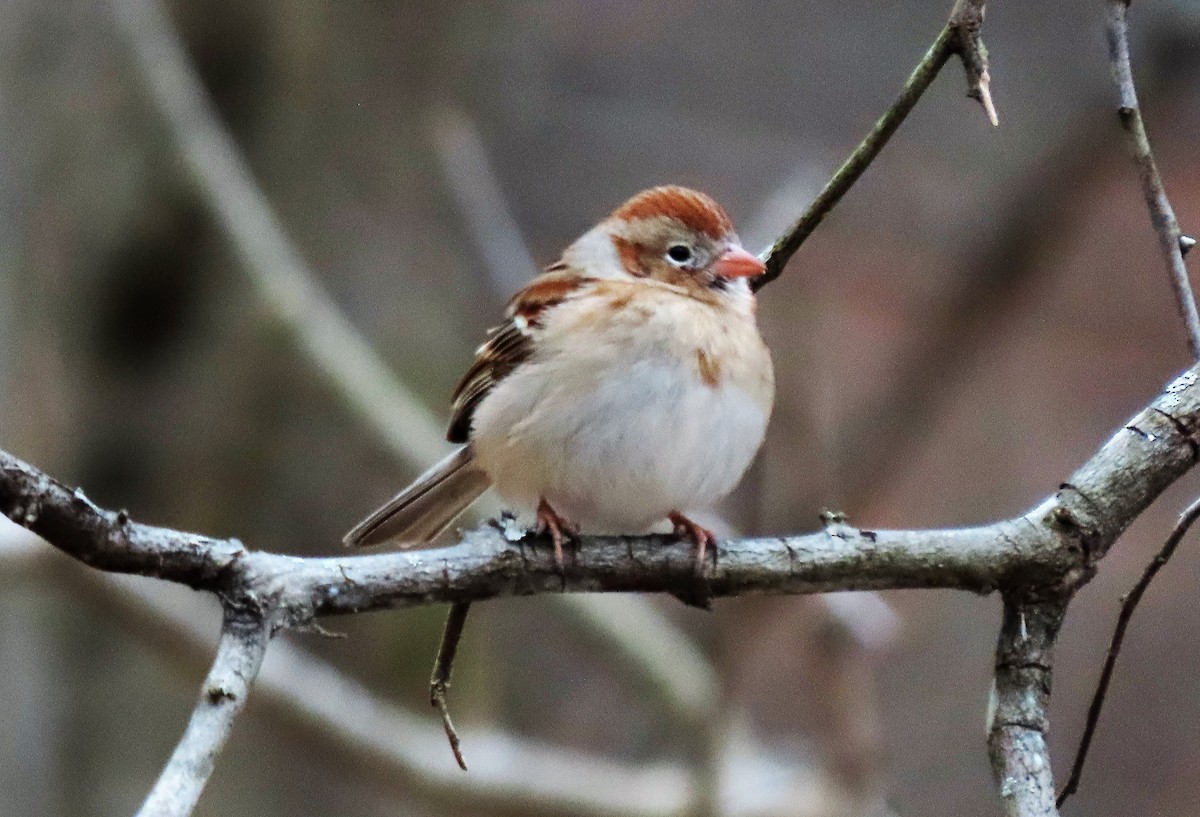 Field Sparrow - ML317319911