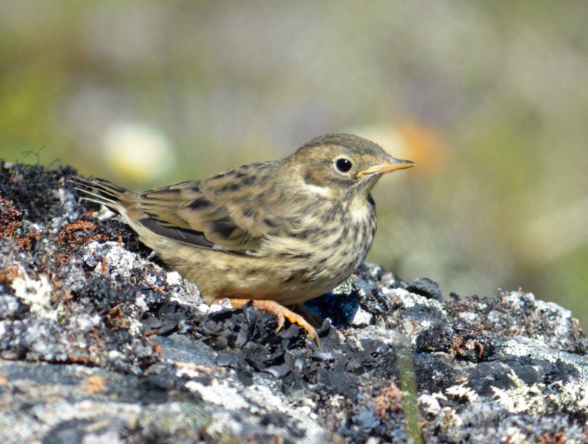 American Pipit - Anthony Zerafa