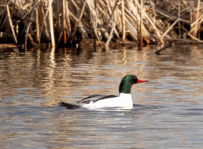 Common Merganser - ML317322091