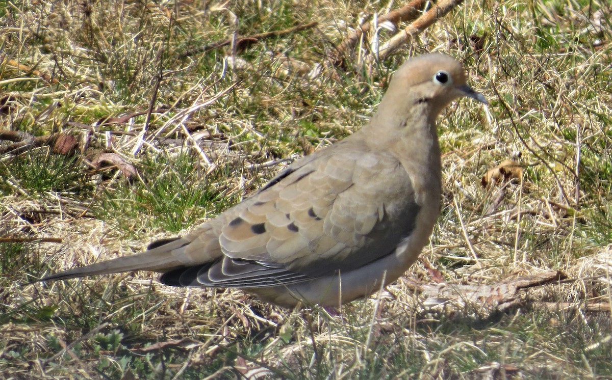 Mourning Dove - James Hirtle