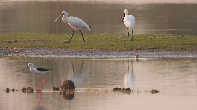 ヘラサギ - ML317322521