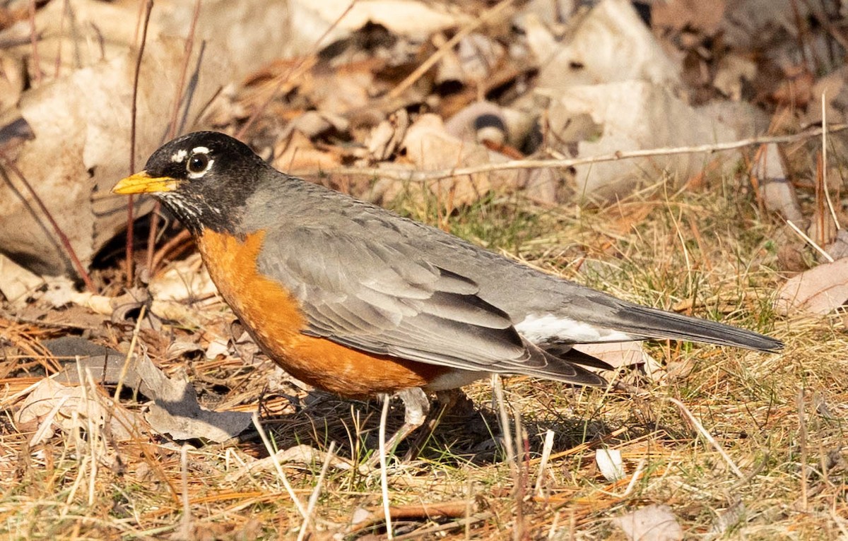 American Robin - ML317324221