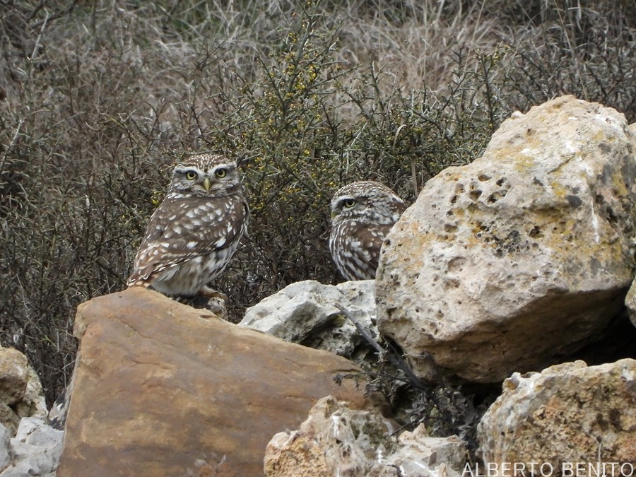 Little Owl - ML317324291