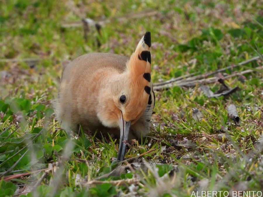 Eurasian Hoopoe - ML317324431