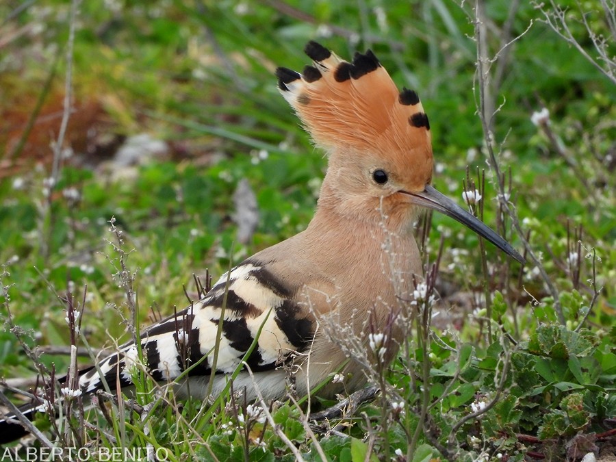 Eurasian Hoopoe - Alberto Benito