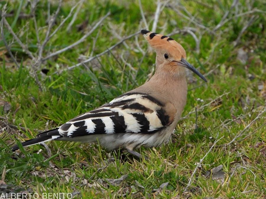 Eurasian Hoopoe - ML317324451