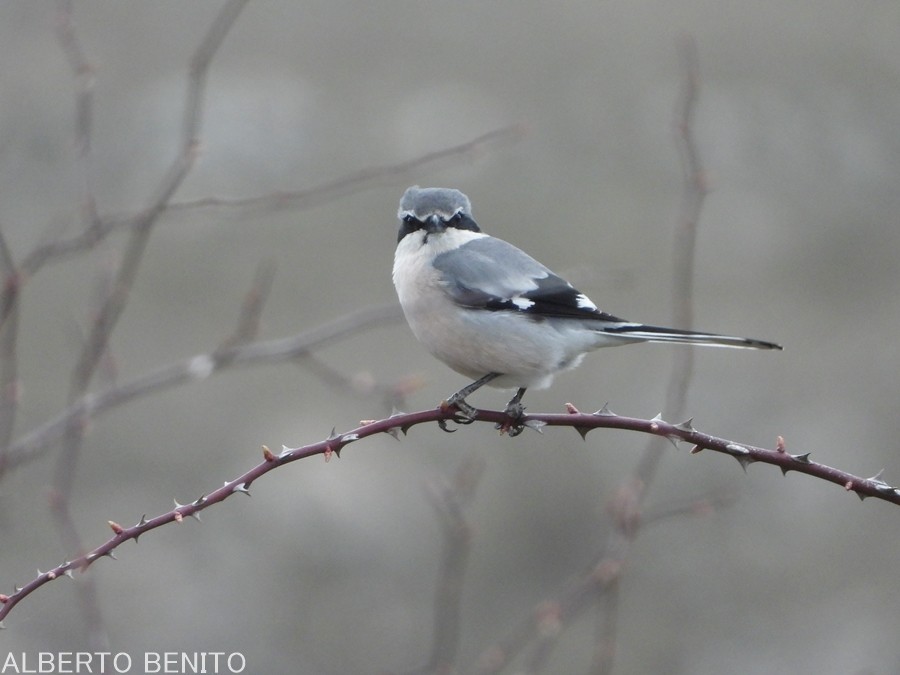 Iberian Gray Shrike - ML317324561