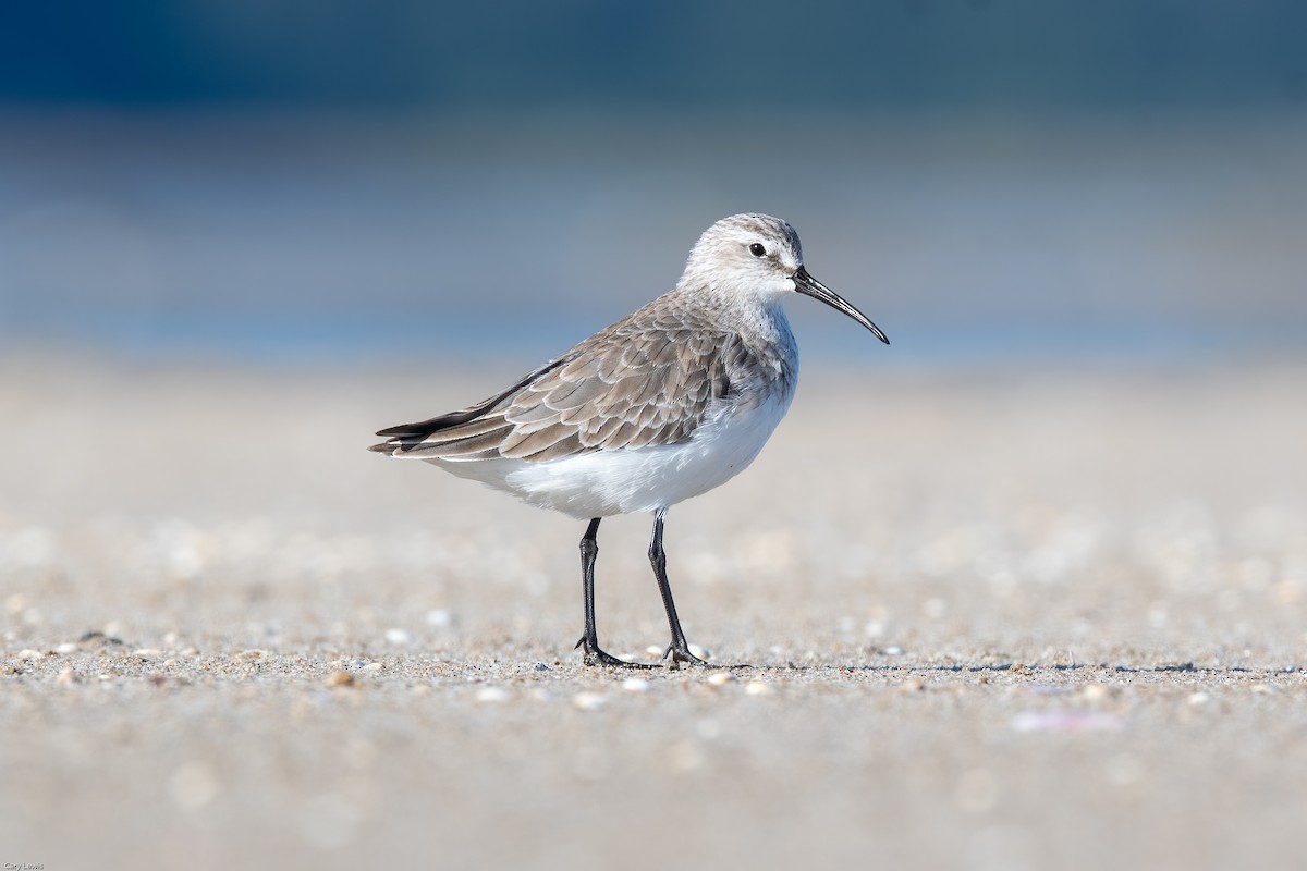 Curlew Sandpiper - Cary Lewis