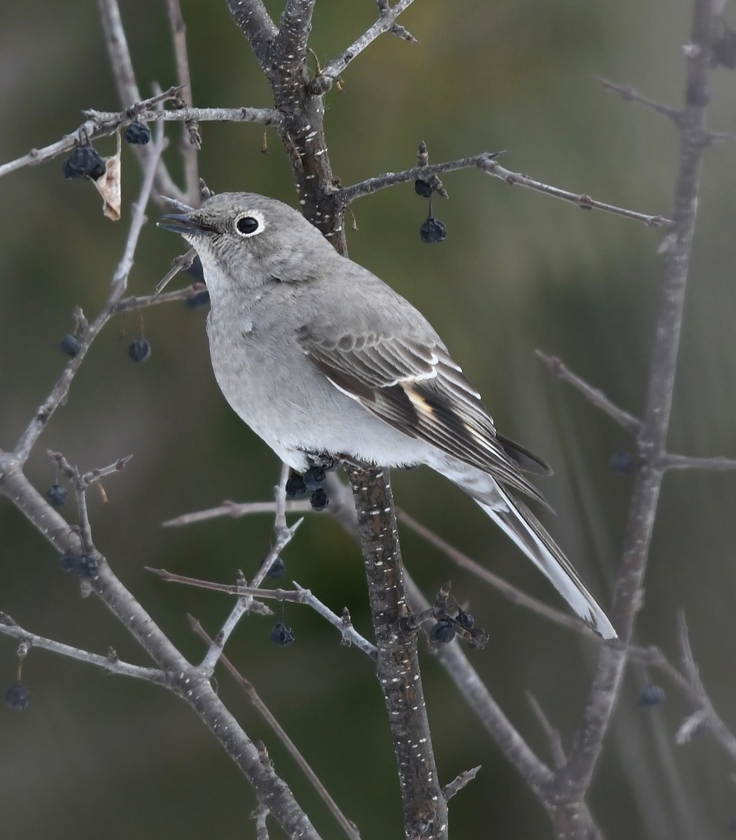 Townsend's Solitaire - Joshua Vandermeulen