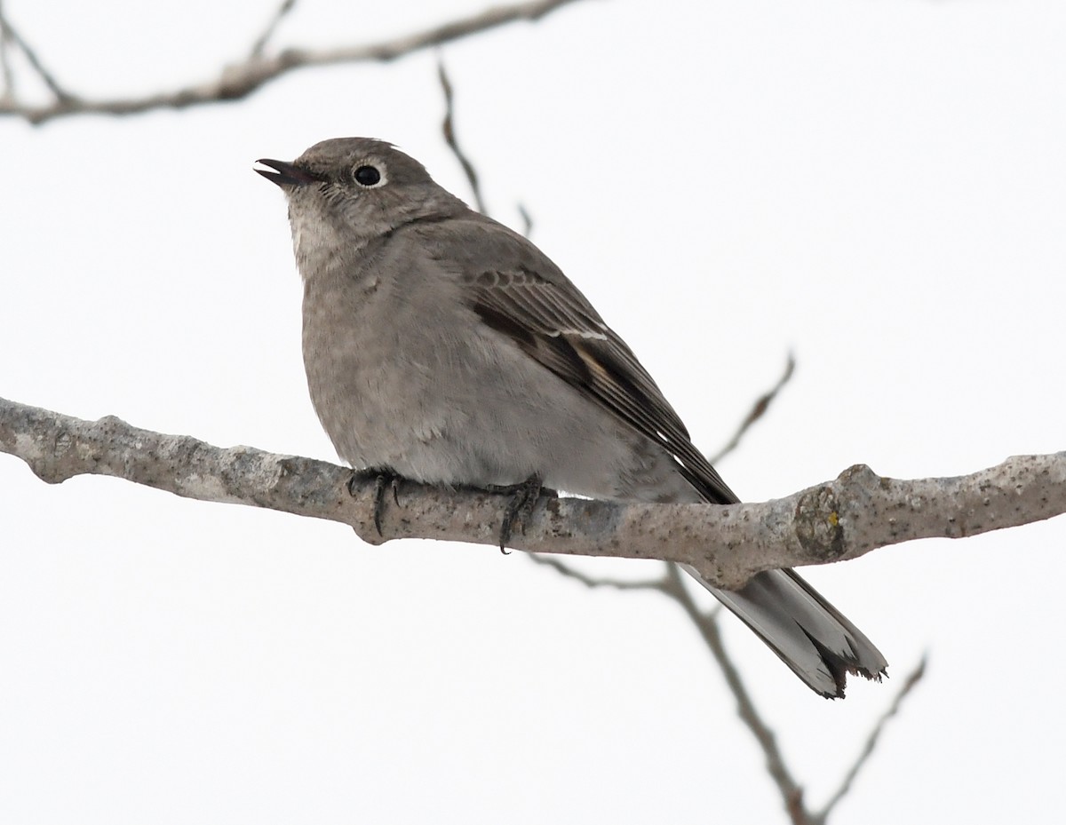 Townsend's Solitaire - Joshua Vandermeulen