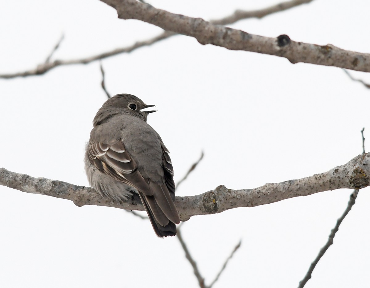 Townsend's Solitaire - Joshua Vandermeulen