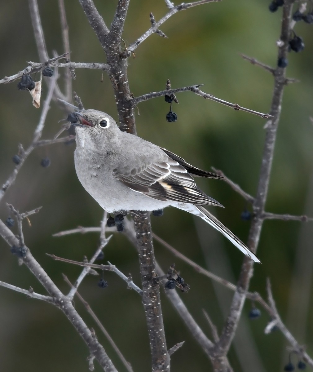 Townsend's Solitaire - Joshua Vandermeulen