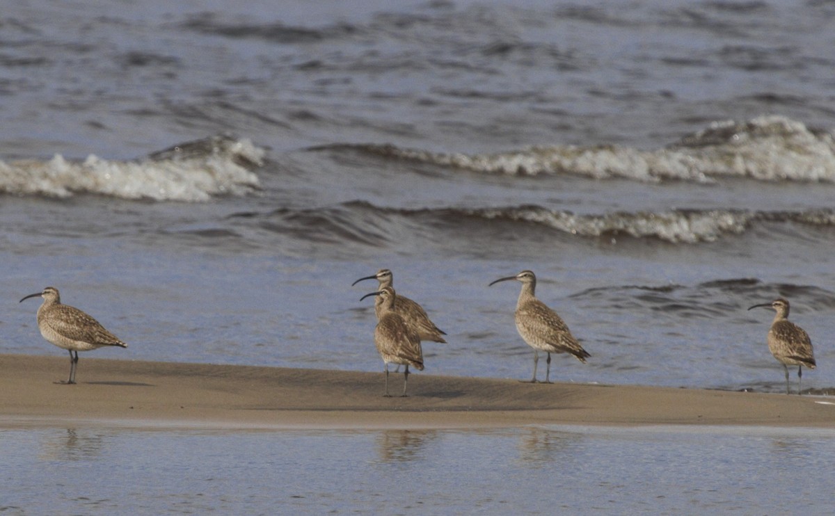 Whimbrel - Dominique Lavoie