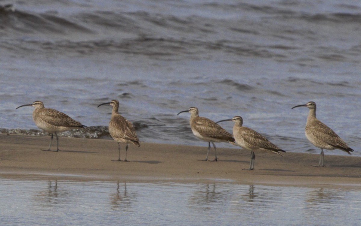 Whimbrel - ML31732721