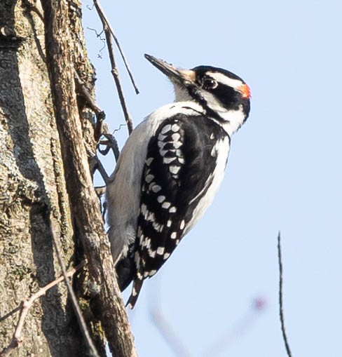 Hairy Woodpecker - Robert Bochenek