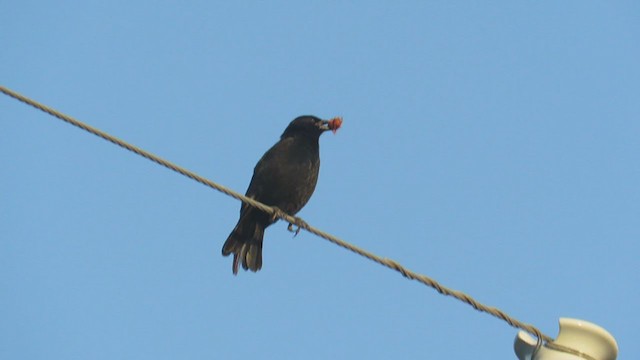 Chopi Blackbird - ML317327601