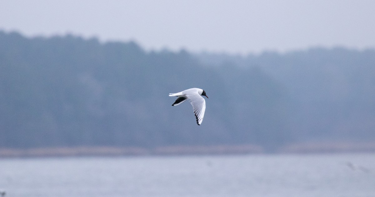 Black-headed Gull - ML317327631