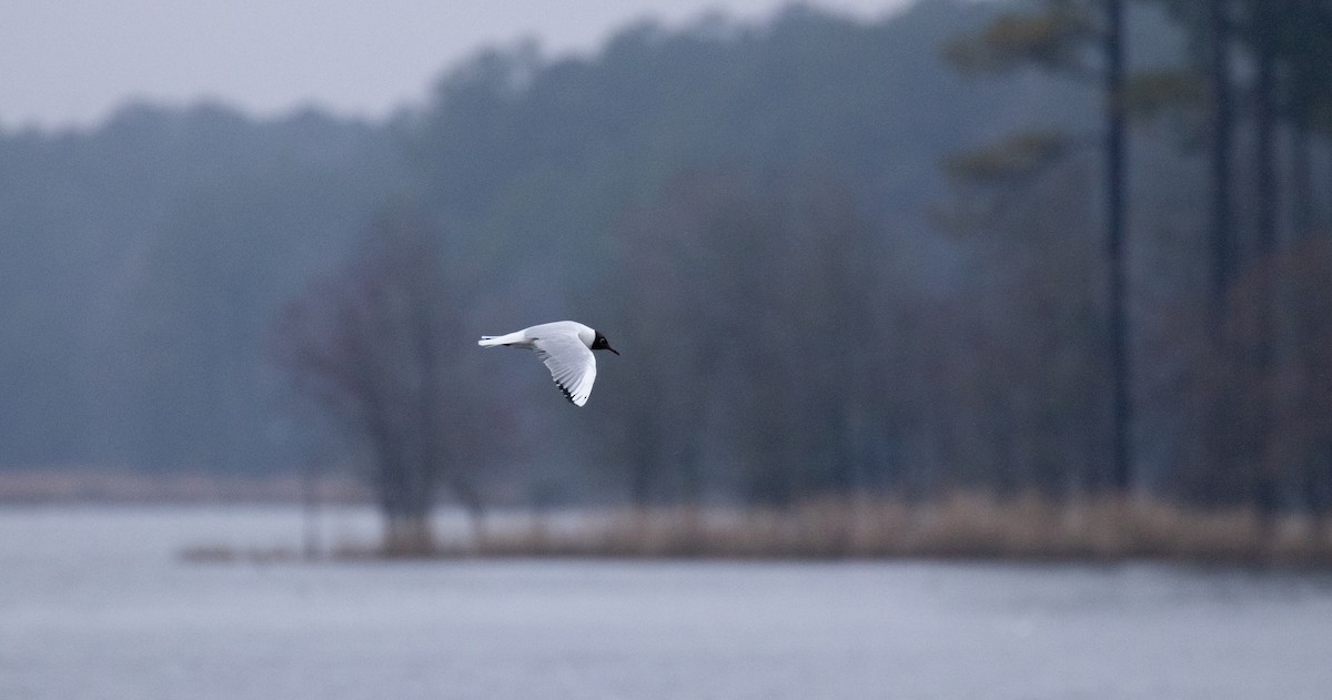 Black-headed Gull - ML317327641