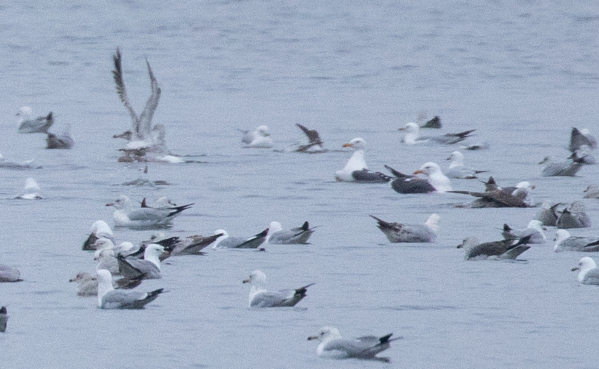 Lesser Black-backed Gull - ML317327681