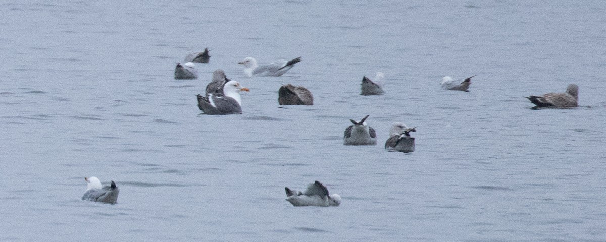 Lesser Black-backed Gull - ML317327691