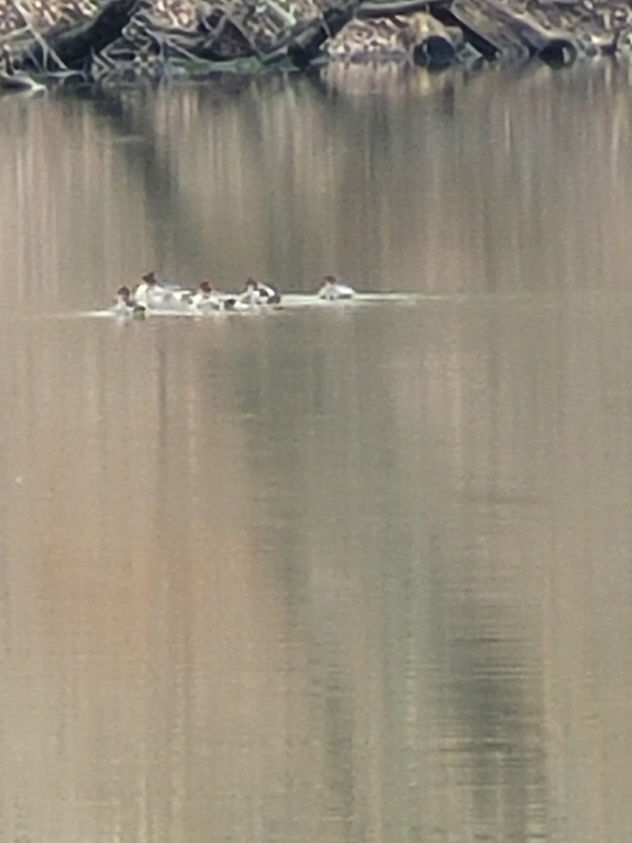 Red-breasted Merganser - ML317328231