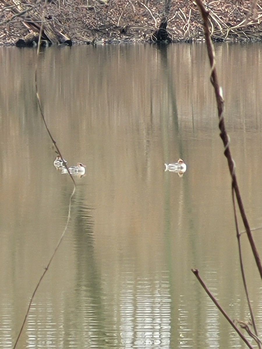 Red-breasted Merganser - ML317328241