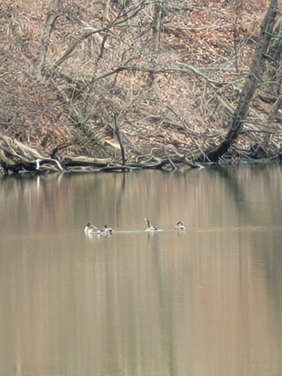 Red-breasted Merganser - ML317328251