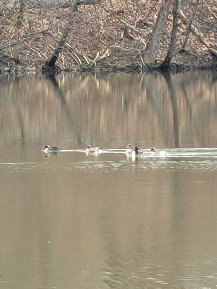 Red-breasted Merganser - ML317328271