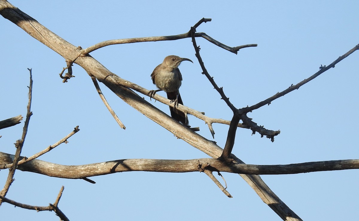 mesquitespottefugl - ML31733091