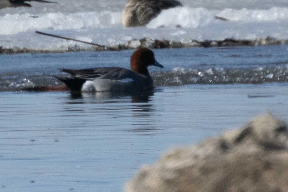 Eurasian Wigeon - ML317332501