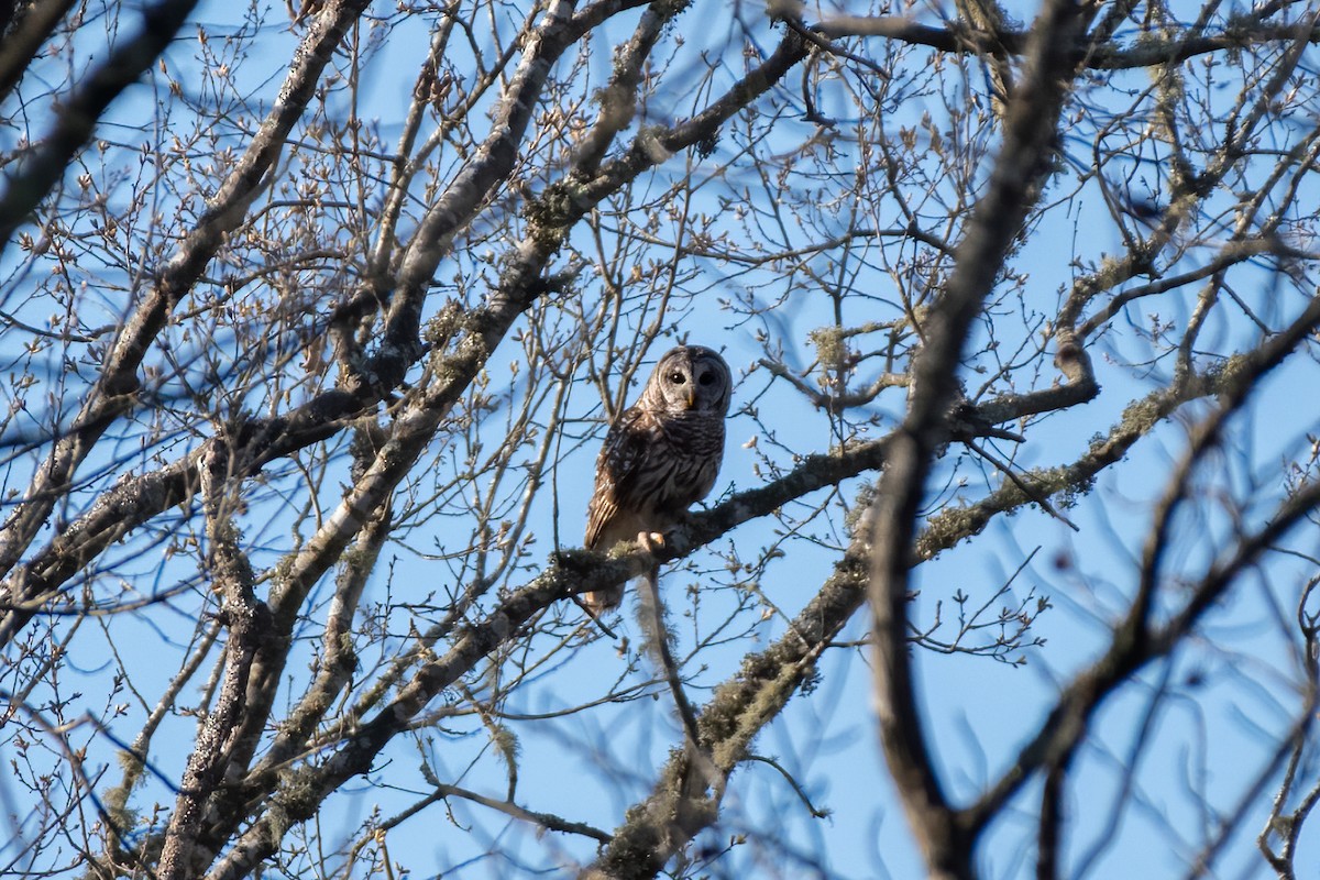 Barred Owl - ML317333671