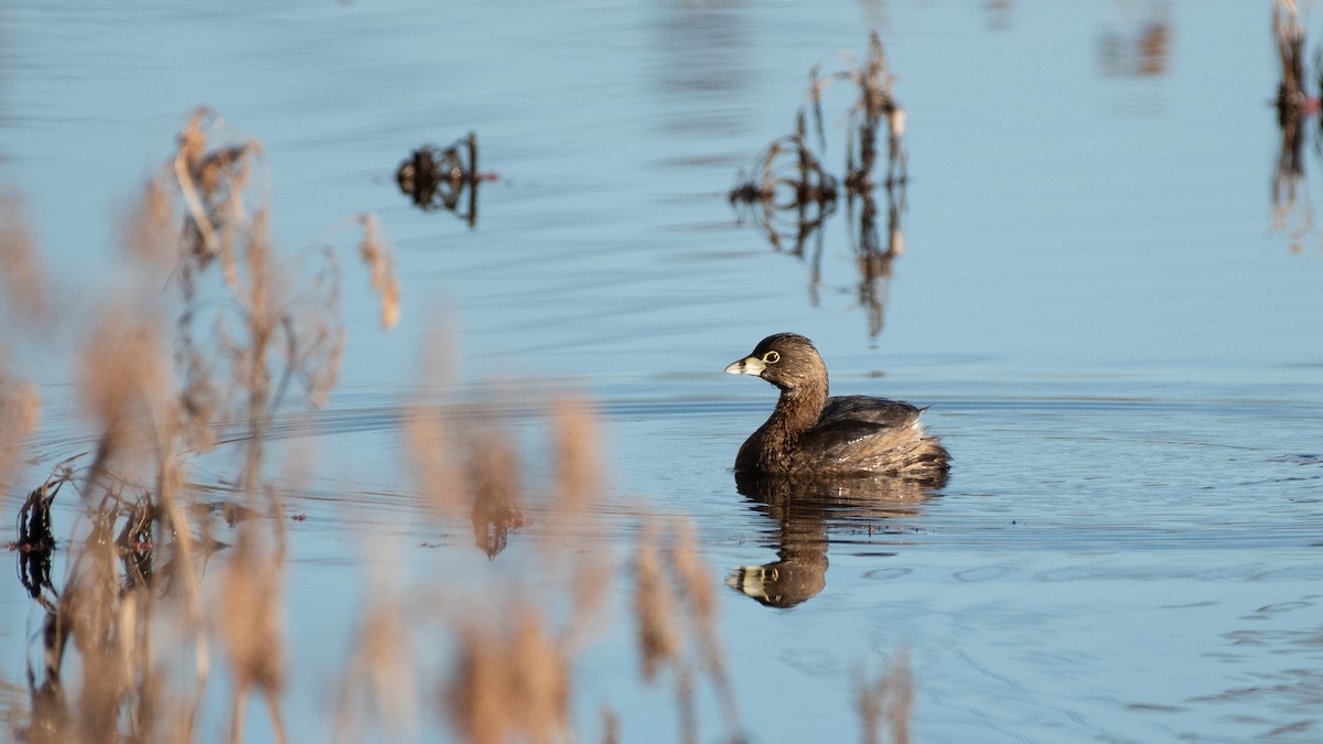 Pied-billed Grebe - ML317334201