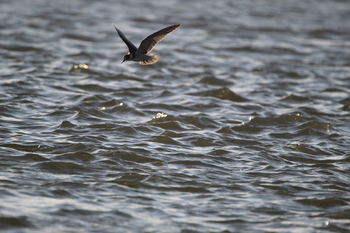 Least Tern - ML317334661